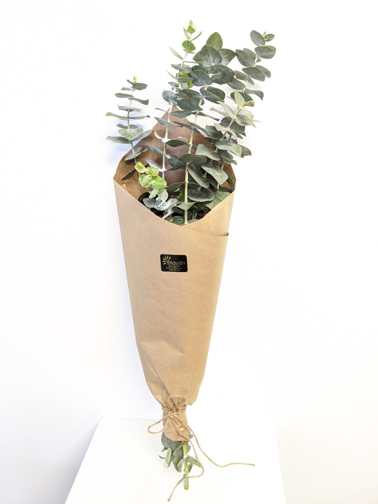Baby Eucalyptus Bundle