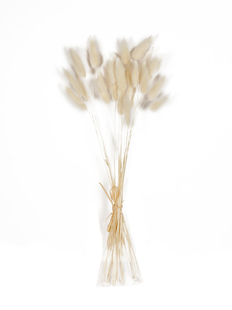 White Lagarus Bunny Tail Bundle