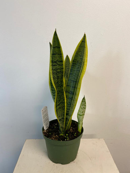 snake plant canada Sansevieria (Snake Plant) – Beaudry Flowers