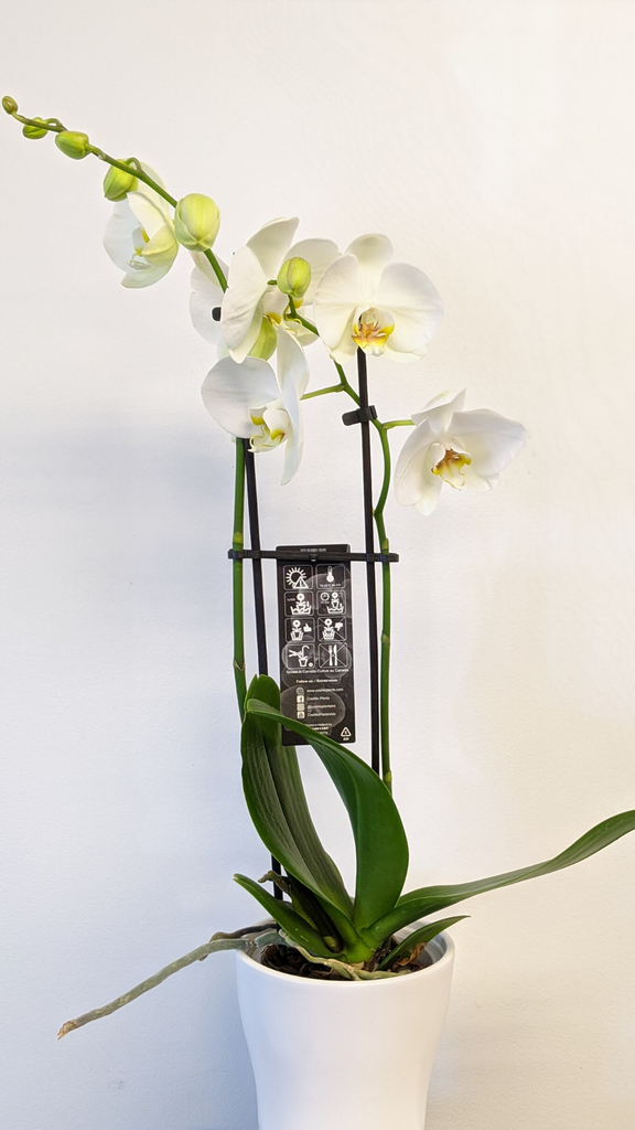 Potted Orchid Plant
