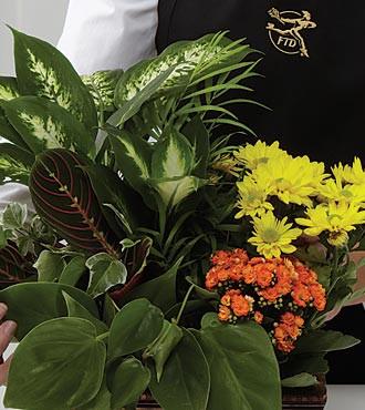 Designer's Choice Planter