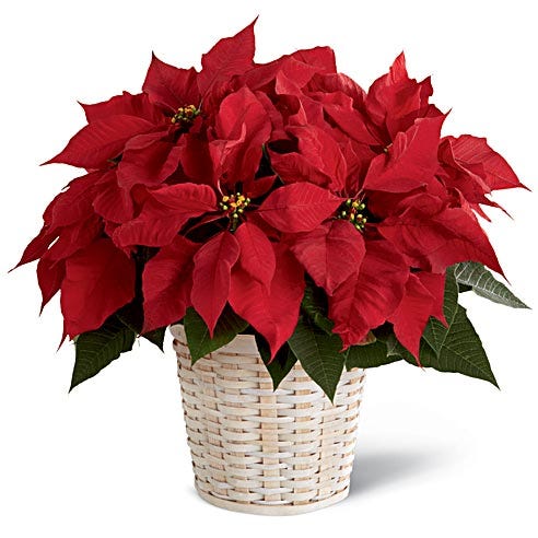 The Red Poinsettia Basket (Large, Medium, Small)