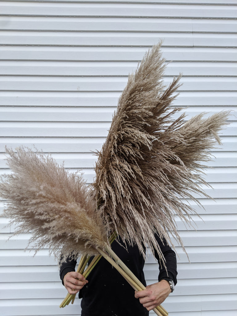 Large Brown/Grey Pampas (per stem)