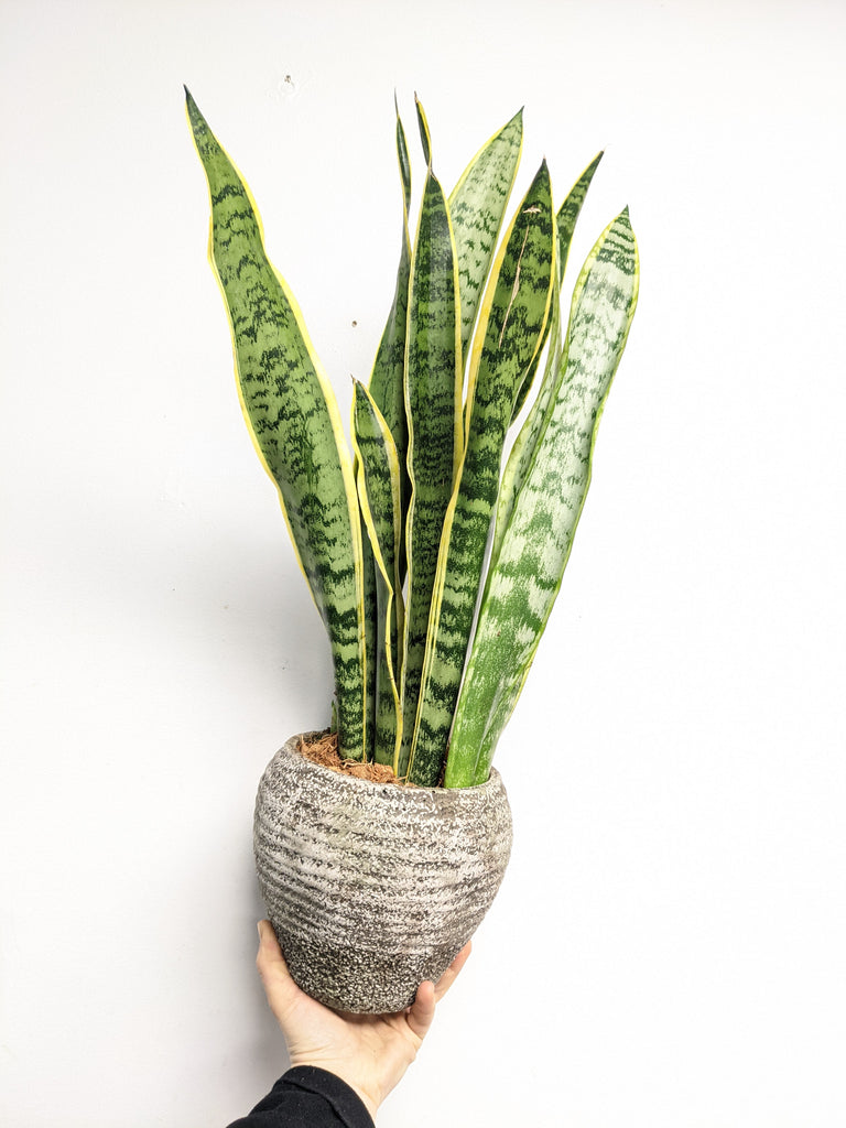 Vintage Potted Sansevieria