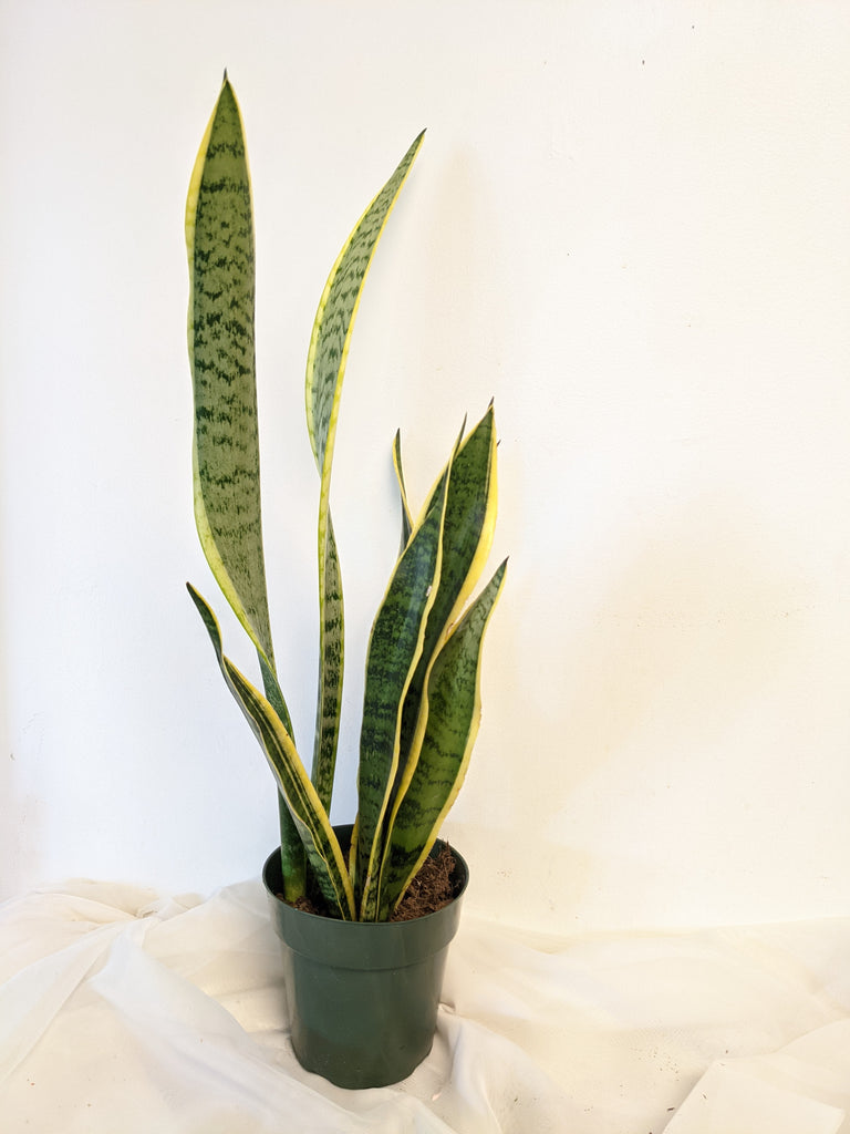 Sansevieria (Snake Plant)
