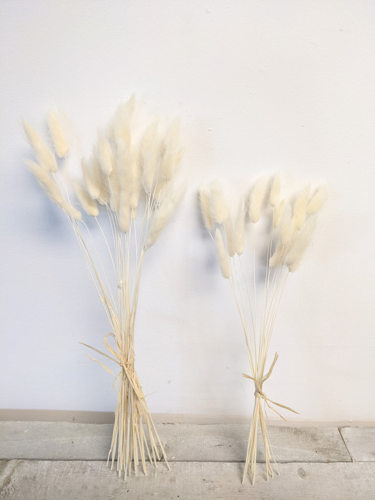 White Lagarus Bunny Tail Bundle