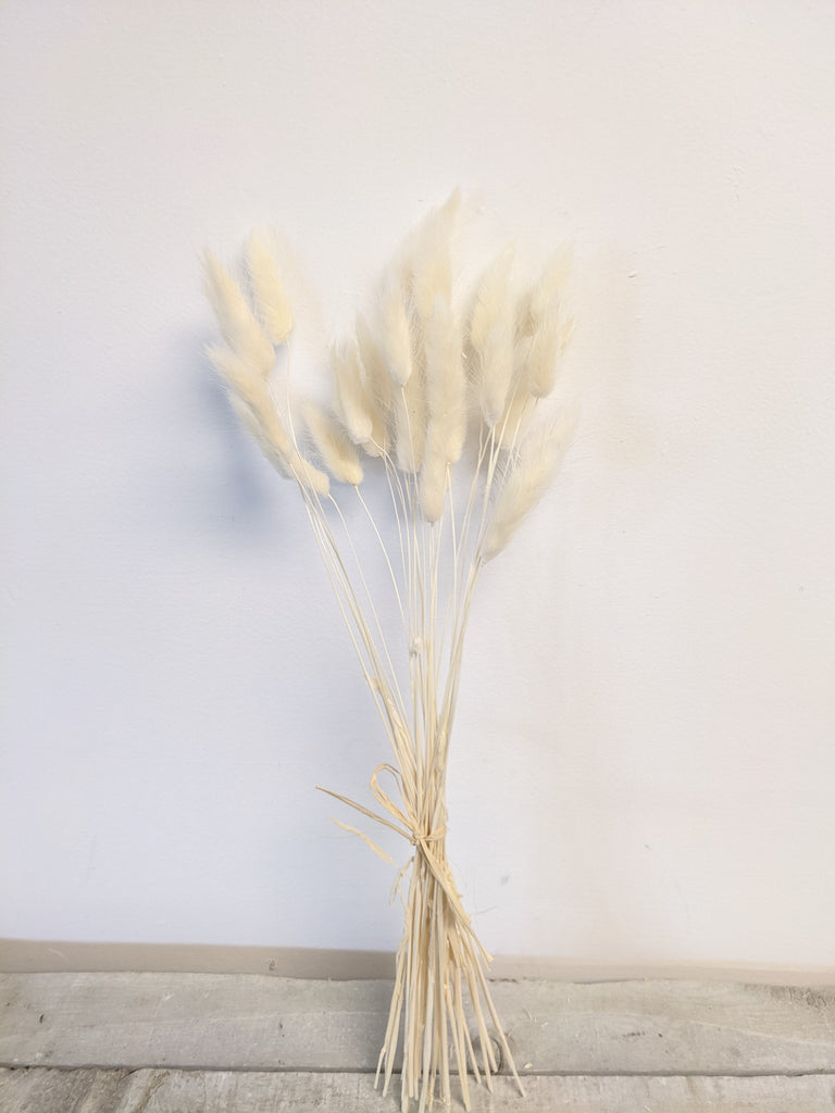 White Lagarus Bunny Tail Bundle