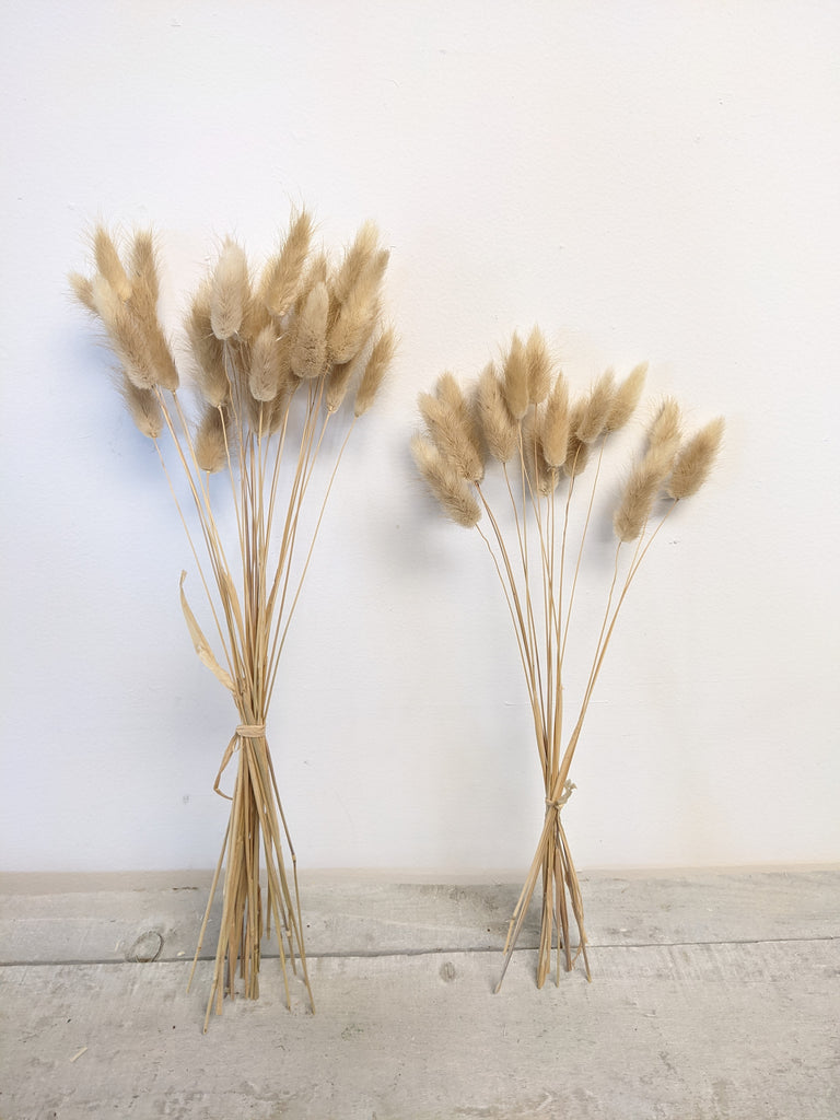 Natural Lagarus Bunny Tail Bundle