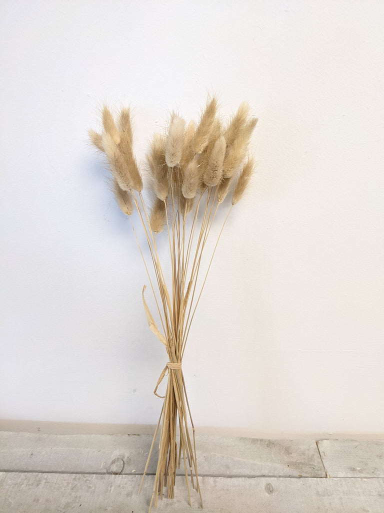 Natural Lagarus Bunny Tail Bundle