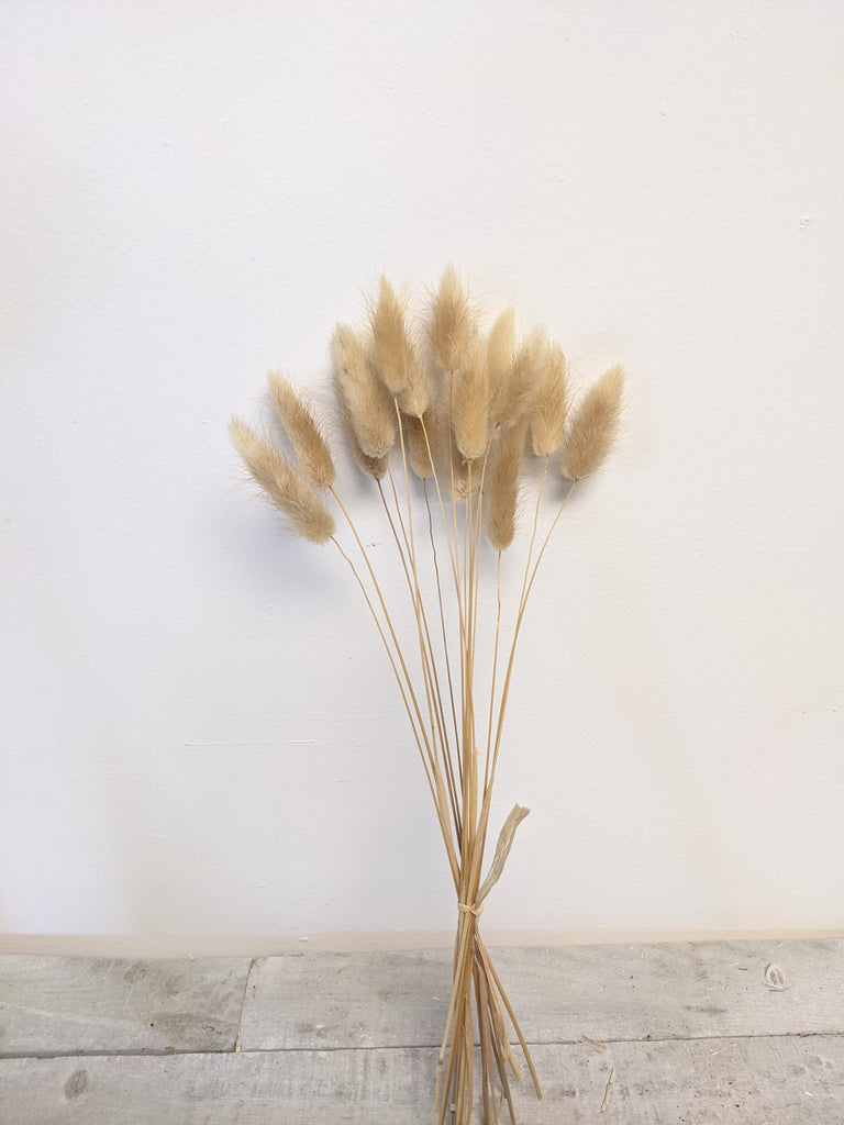 Natural Lagarus Bunny Tail Bundle