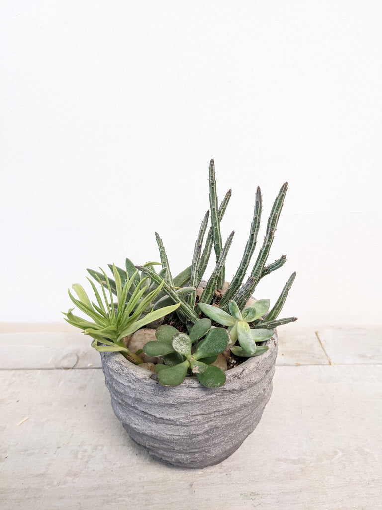 Cement Succulent Planter