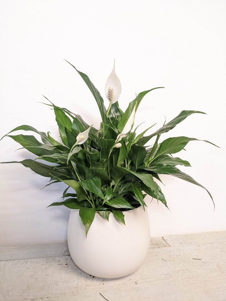 Calming Grace Peace Lily Plant