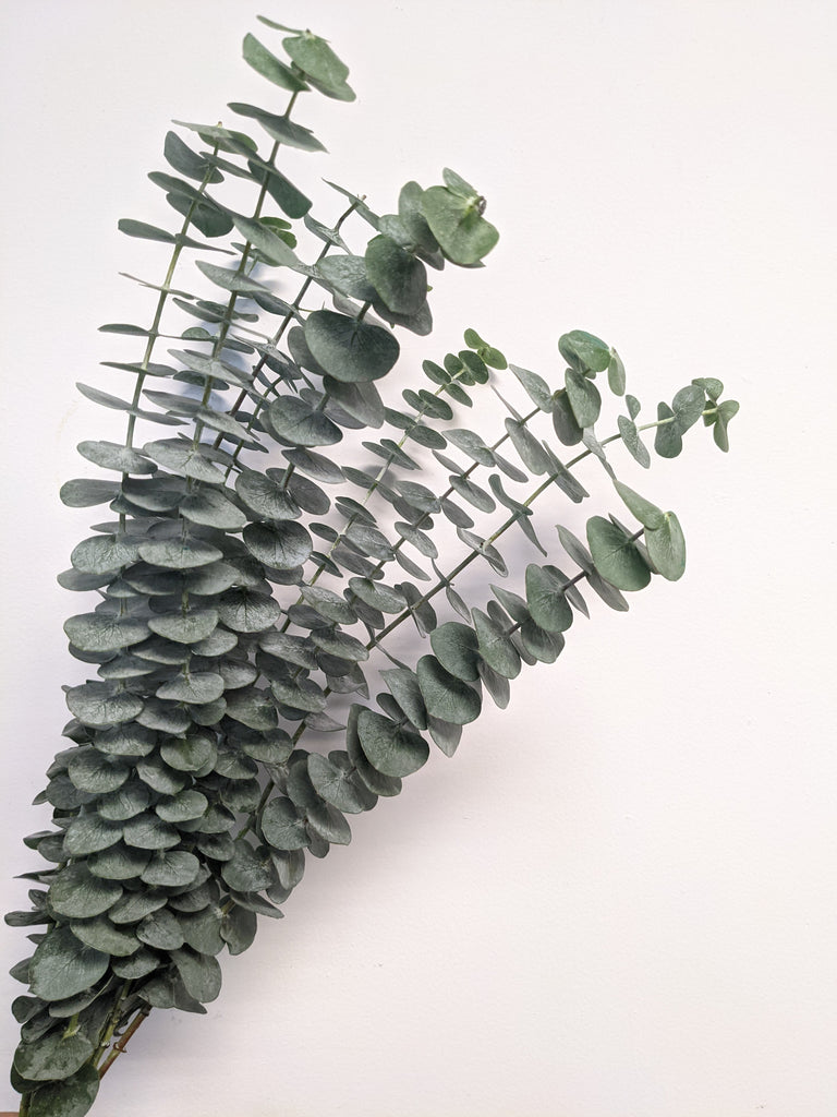 Baby Eucalyptus Bundle
