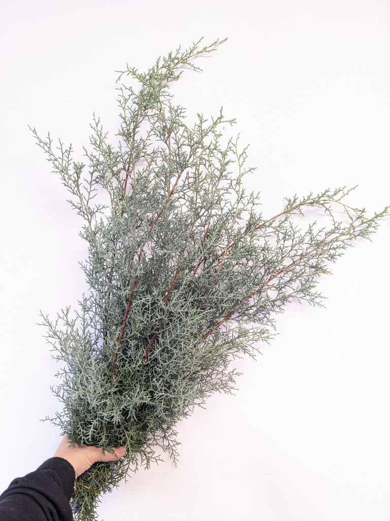 Carolina Sapphire Winter Green Bunch