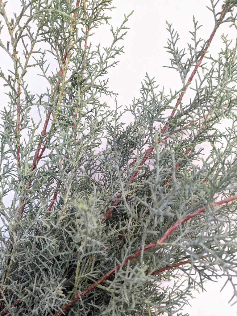 Carolina Sapphire Winter Green Bunch