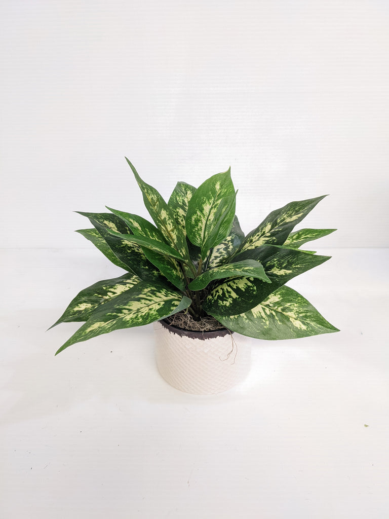 Artificial/Silk Dieffenbachia 'Dumb Cane'