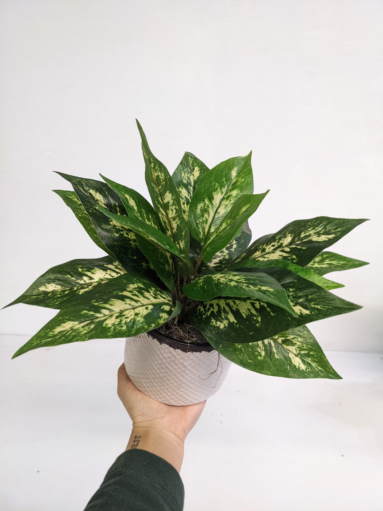 Artificial/Silk Dieffenbachia 'Dumb Cane'
