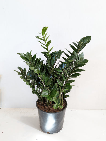 buy zz plant toronto 10