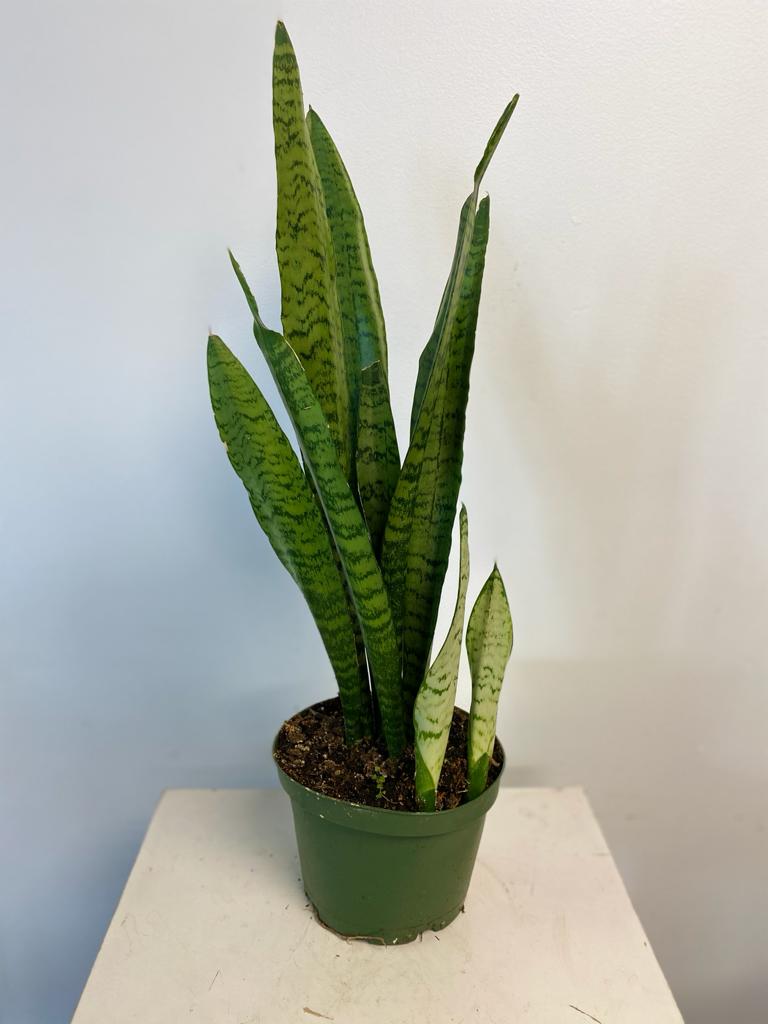 Sansevieria (Snake Plant)
