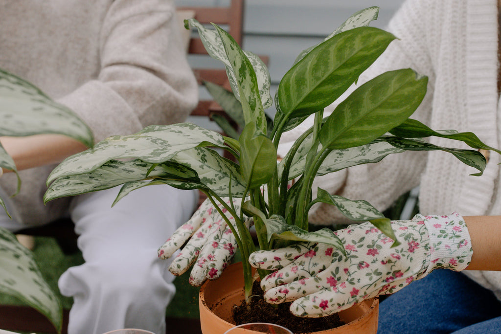Designer's Choice Planter