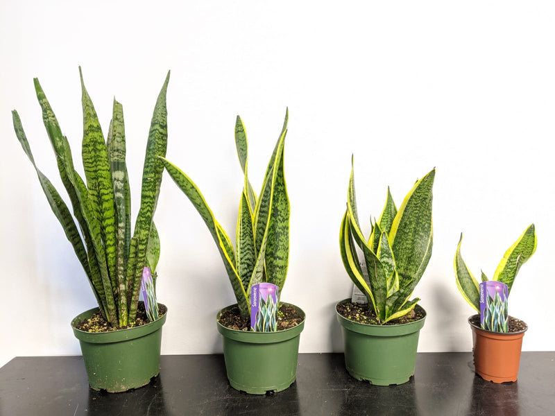 snake plant winnipeg Sansevieria (Snake Plant) – Beaudry Flowers