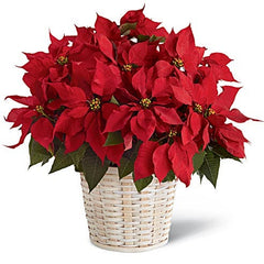 The Red Poinsettia Basket (Large, Medium, Small)