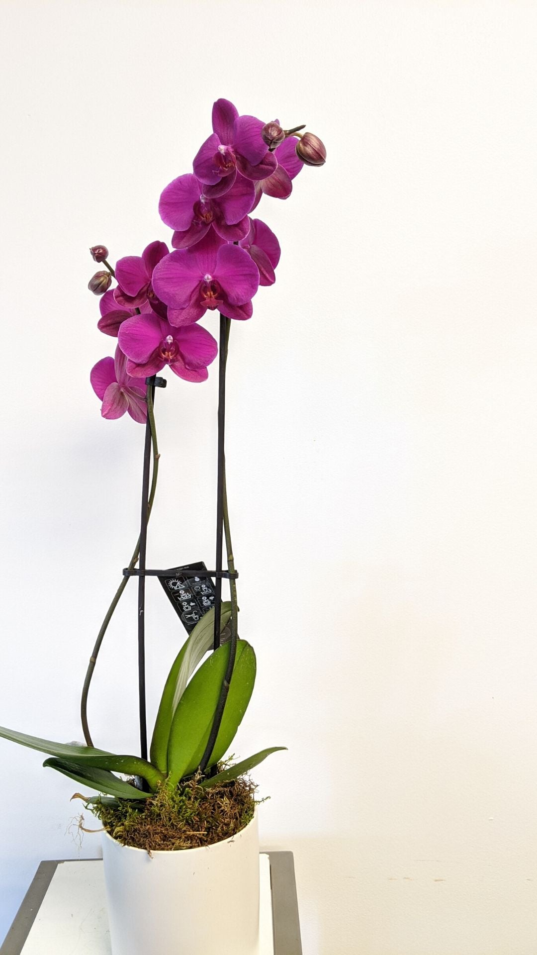 Potted Orchid Plant Beaudry Flowers