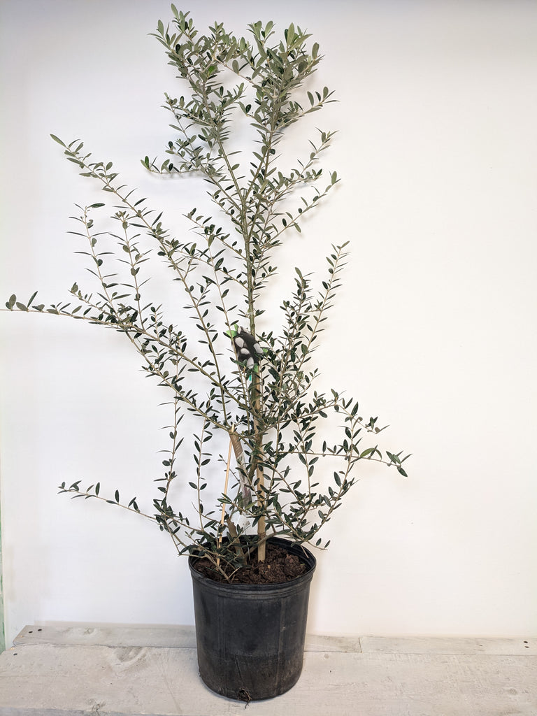 10" Olive Tree