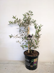 7" Olive Tree