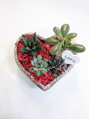Valentine's Heart Succulent Planter