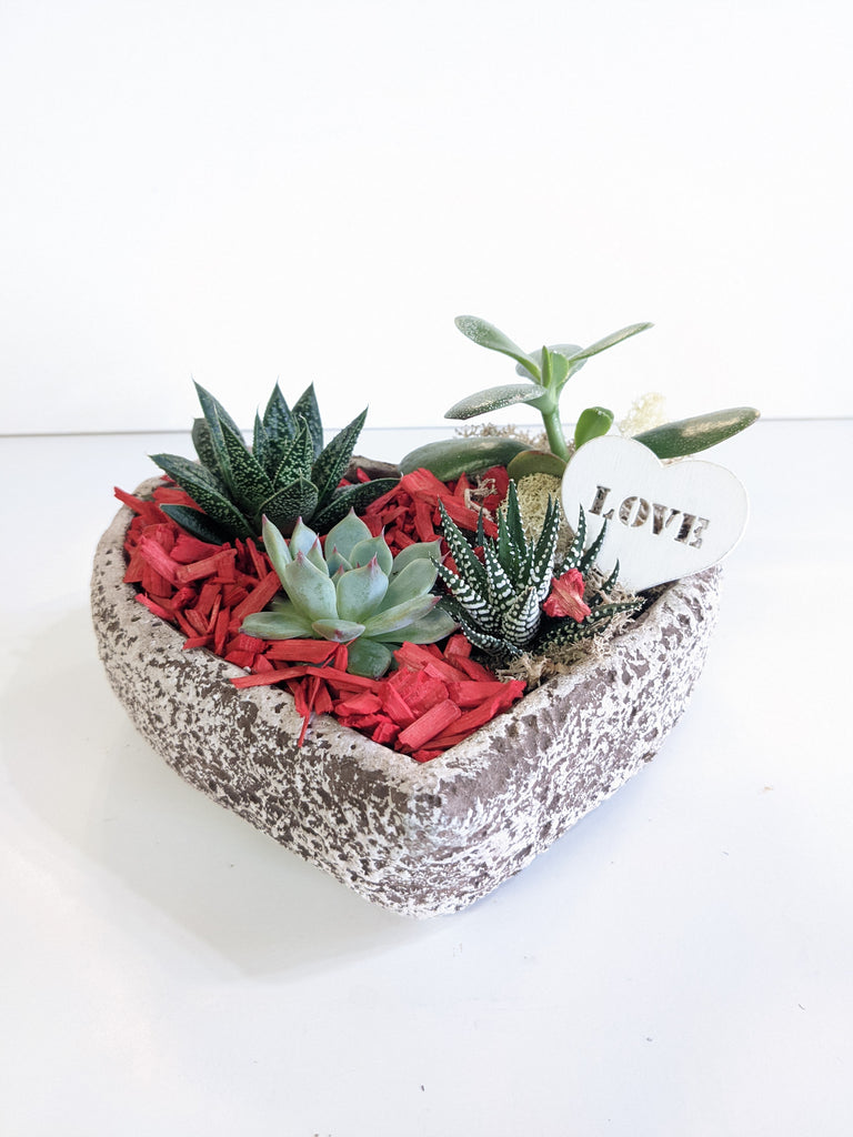 valentines succulent Valentine's Heart Succulent Planter – Beaudry Flowers