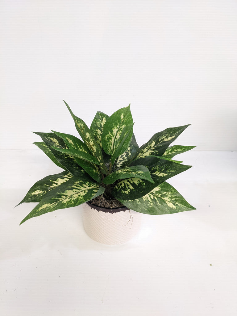 Artificial/Silk Dieffenbachia 'Dumb Cane'