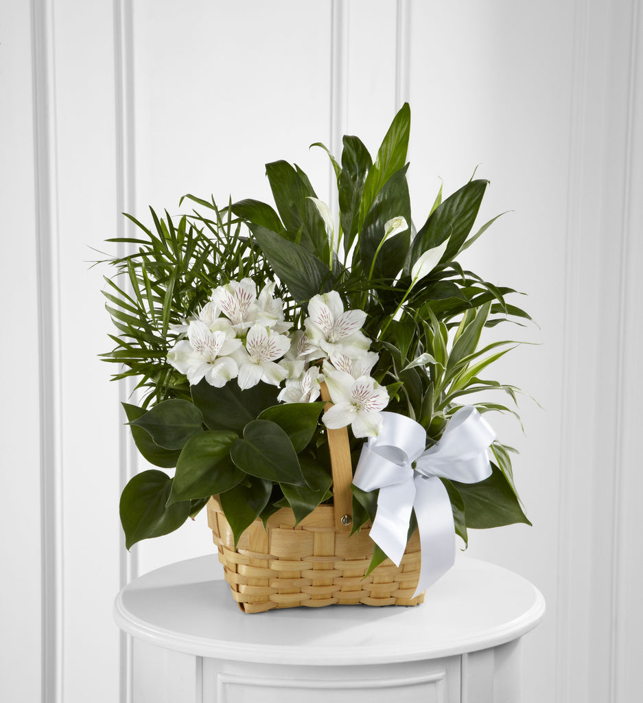 The FTD Peace & Serenity Dishgarden (S9-4454) - Beaudry Flowers
