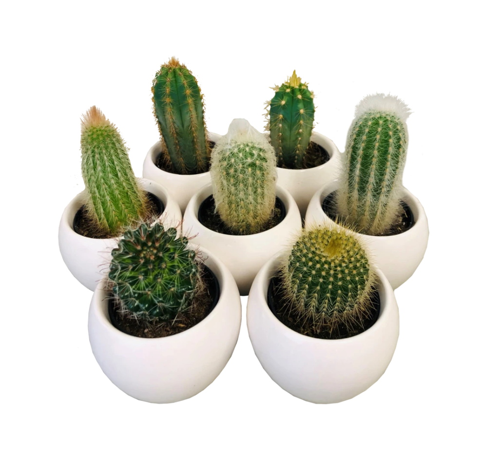 2.5" Mini Cactus