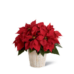 The Red Poinsettia Basket (Large, Medium, Small)